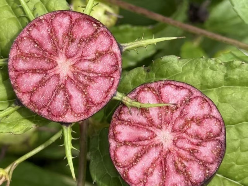 云南渼链农业12.13正式上架全域平台红果参